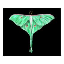 Illustriert Green Lunar Moth