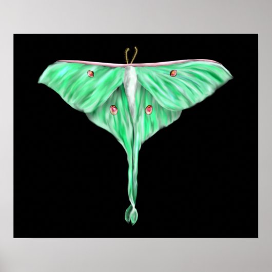 Illustriert Green Lunar Moth Poster (Vorne)