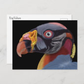 Illustriert King Vulture Postkarte (Vorne/Hinten)