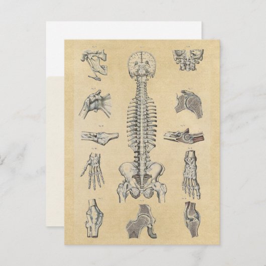 Illustrierte Anatomie des menschlichen Skeletts Postkarte (Vorne/Hinten)