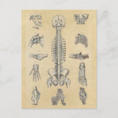 Illustrierte Anatomie des menschlichen Skeletts Postkarte (Vorderseite)