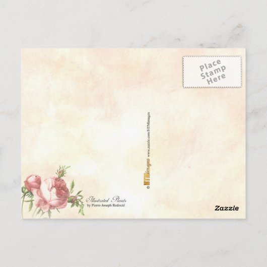 Illustrierte blühende Pflanze Postkarte (Rückseite)