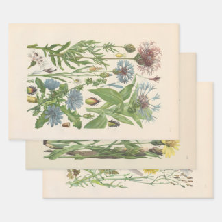 Illustrierte Flora von Mitteleuropa von Gustav Heg Geschenkpapier Set