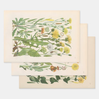 Illustrierte Flora von Mitteleuropa von Gustav Heg Geschenkpapier Set