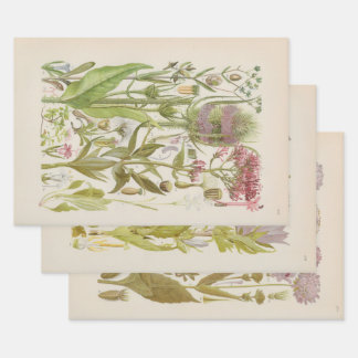 Illustrierte Flora von Mitteleuropa von Gustav Heg Geschenkpapier Set