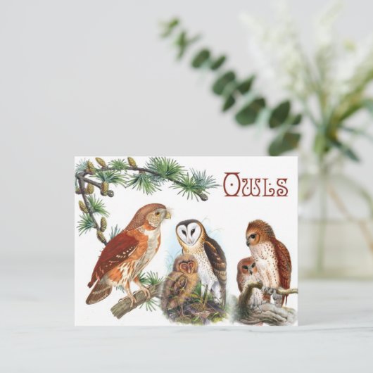 Illustrierte Owls Postkarte (Stehend Vorderseite)