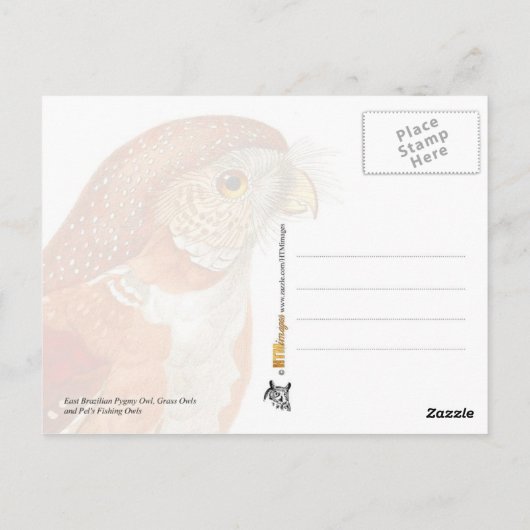 Illustrierte Owls Postkarte (Rückseite)