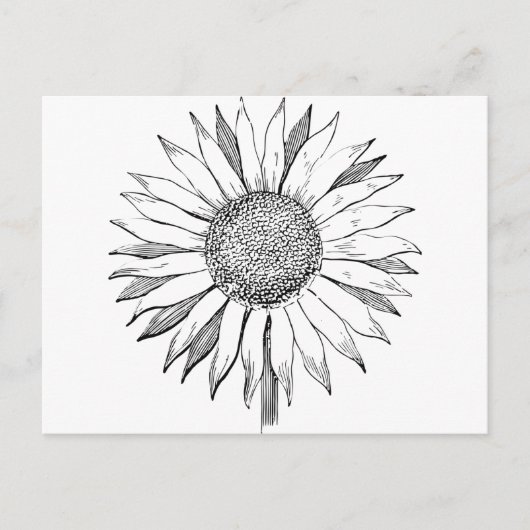 Illustrierte Sonnenblume Postkarte (Vorderseite)