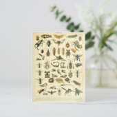 Illustriertes Insektenwörterbuch Postkarte (Stehend Vorderseite)