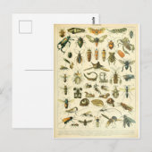 Illustriertes Insektenwörterbuch Postkarte (Vorne/Hinten)
