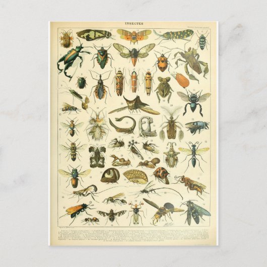 Illustriertes Insektenwörterbuch Postkarte (Vorderseite)