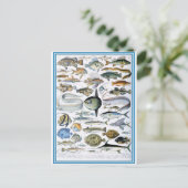 Illustriertes Wörterbuch Fische Postkarte (Stehend Vorderseite)