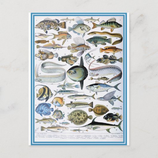 Illustriertes Wörterbuch Fische Postkarte (Vorderseite)