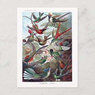 Illustriertes Wörterbuch Kolibris Postkarte
