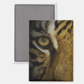 Im Auge eines Tigers Magnet (Vorderseite/Rückseite)