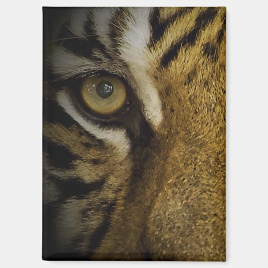 Im Auge eines Tigers Magnet (Vorderseite)