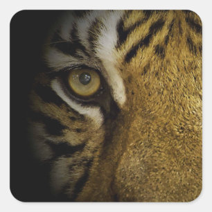 Im Auge eines Tigers Quadratischer Aufkleber