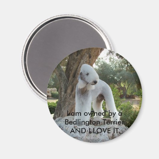 Im Besitz eines Bedlington Terrier Magnet (Vorderseite/Rückseite)