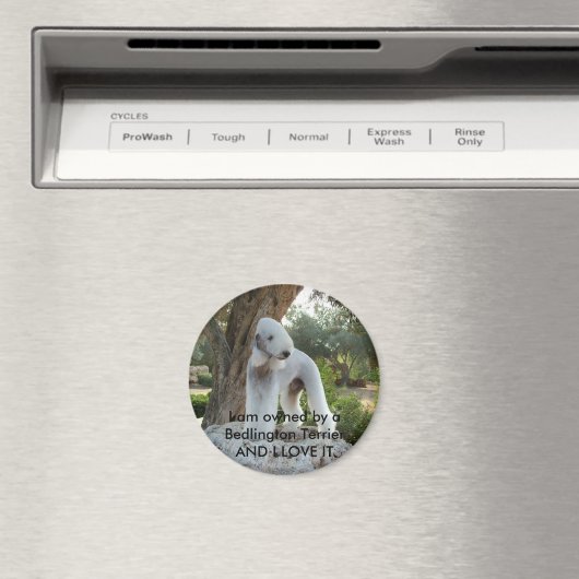 Im Besitz eines Bedlington Terrier Magnet (In Situ (Geschirrspüler))