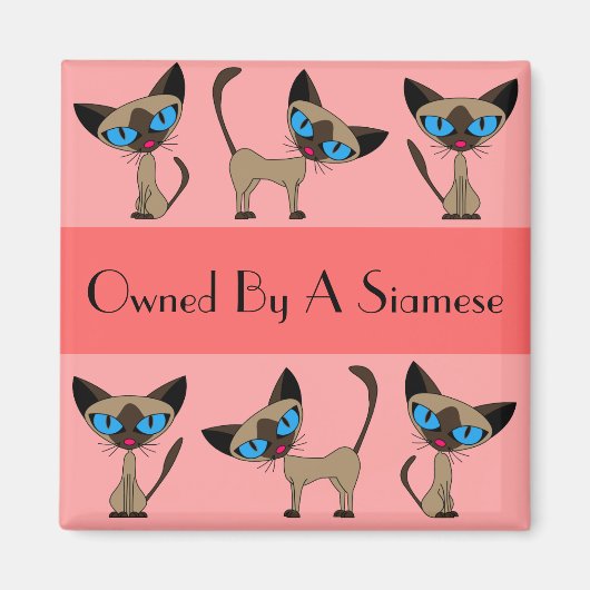 Im Besitz eines siamesischen Magnets Magnet (Vorne)