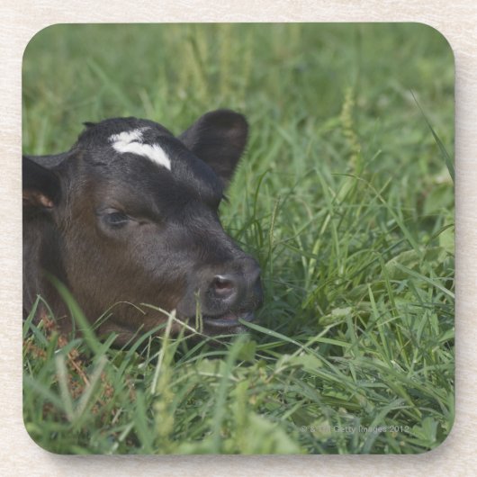 Im chinesischen Tierkreis ist 2009 Jahr des Ochsen Untersetzer (Vorderseite)