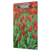 Im Frühling blüht das Tulip-Feld. Klemmbrett (Links)