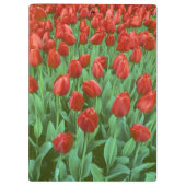 Im Frühling blüht das Tulip-Feld. Klemmbrett (Rückseite)