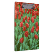 Im Frühling blüht das Tulip-Feld. Klemmbrett (Rechts)