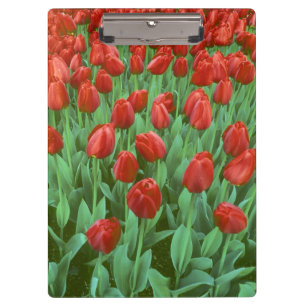 Im Frühling blüht das Tulip-Feld. Klemmbrett
