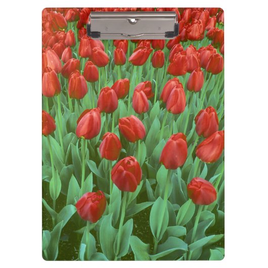Im Frühling blüht das Tulip-Feld. Klemmbrett (Vorderseite)