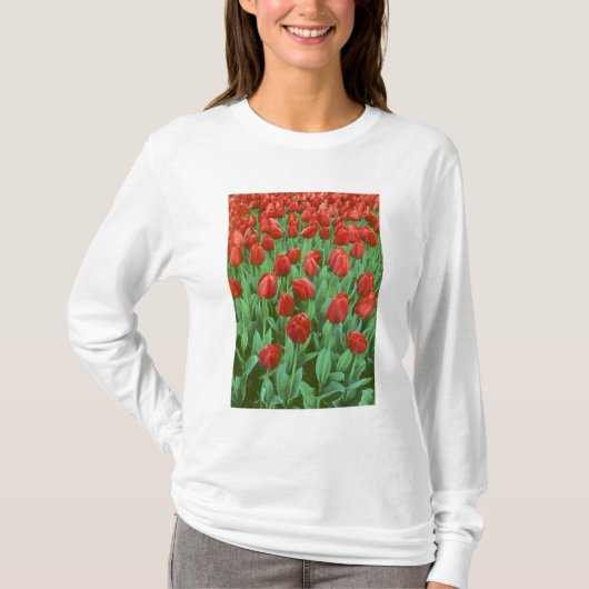 Im Frühling blüht das Tulip-Feld. T-Shirt (Vorderseite)