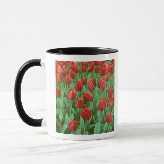 Im Frühling blüht das Tulip-Feld. Tasse (Links)