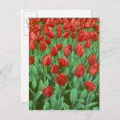 Im Frühling blüht das Tulpenfeld. Postkarte (Vorne/Hinten)