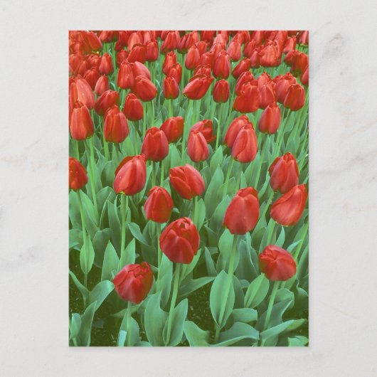 Im Frühling blüht das Tulpenfeld. Postkarte (Vorderseite)