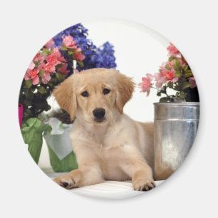 Im Garten arbeitengolden retriever-Welpe Magnet