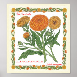 Im Garten ~ Calendula-Plakat Poster
