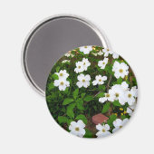 Im Garten ~ Dogwood-Blüten Magnet (Vorderseite/Rückseite)