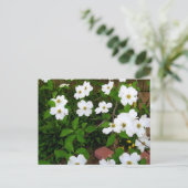 Im Garten ~ Dogwood-Blüten Postkarte (Stehend Vorderseite)