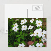 Im Garten ~ Dogwood-Blüten Postkarte (Vorne/Hinten)
