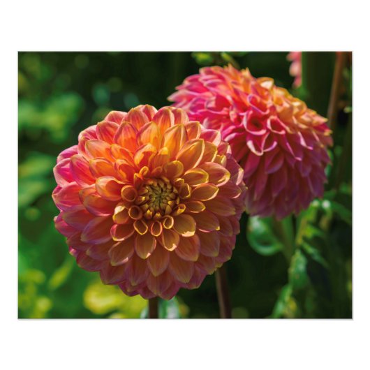 Im Garten von Dahlia 1 Fotodruck (Vorne)