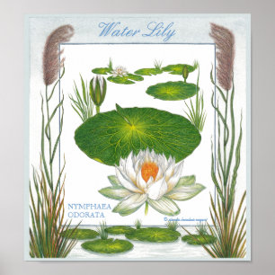 Im Garten ~ Wasser-Lilien-Plakat Poster