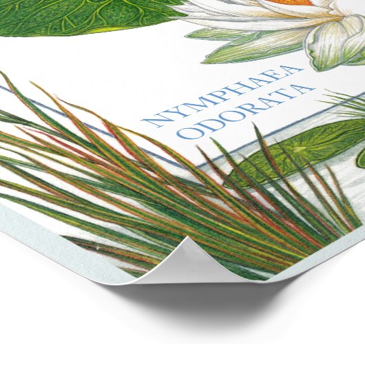 Im Garten ~ Wasser Lily Poster (Ecke)