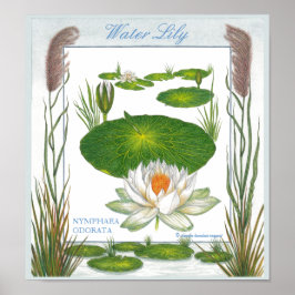 Im Garten ~ Wasser Lily Poster