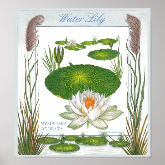 Im Garten ~ Wasser Lily Poster (Vorne)