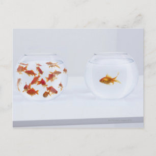 Im Gegensatz zu vielen Goldfischen in Fischschüsse Postkarte