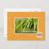 im Gras Postkarte (Vorne/Hinten)