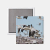 Im Himmel von Socorro schweben Magnet (Vorderseite/Rückseite)