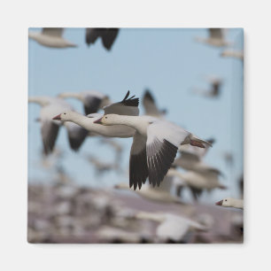 Im Himmel von Socorro schweben Magnet