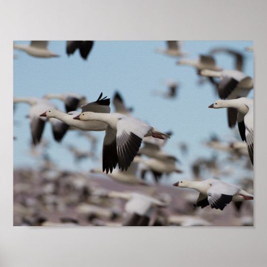 Im Himmel von Socorro schweben Poster (Vorne)