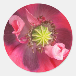 Im Inneren des Mohns Runder Aufkleber